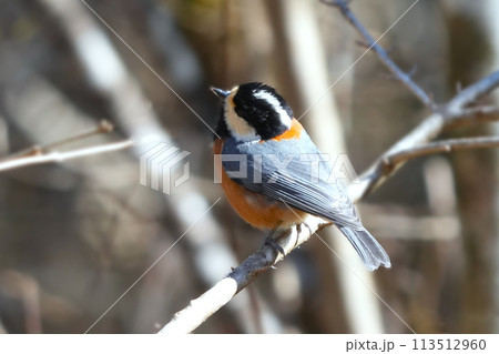 どこからともなく来て目の前に止まった可愛いくて綺麗な野鳥 113512960