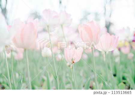 森林公園に咲く美しいチューリップ 113513665