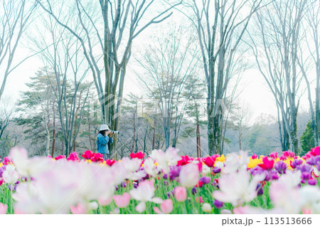 森林公園に咲く美しいチューリップ 113513666