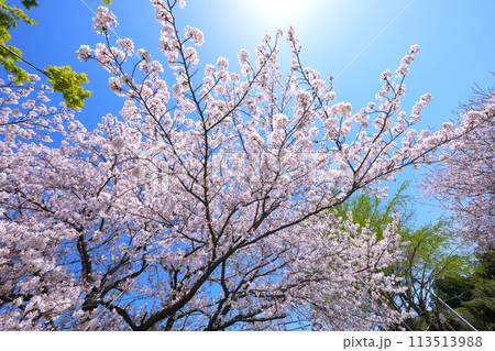 綺麗に咲き誇る桜の花 113513988
