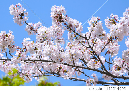 綺麗に咲き誇る桜の花 綺麗に咲き誇る桜の花 113514005