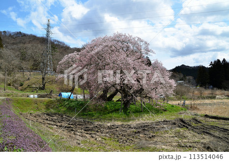 福島県会津若松市一箕町の美しい石部桜 113514046
