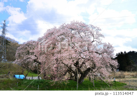 福島県会津若松市一箕町の美しい石部桜 113514047