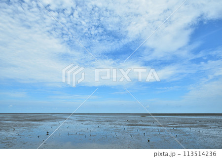 湿原 湿地 沼地 113514236