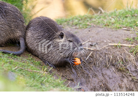 A young nutria or coypu (Myocastor coypus) eats a piece of carrot on the riverbank 113514248