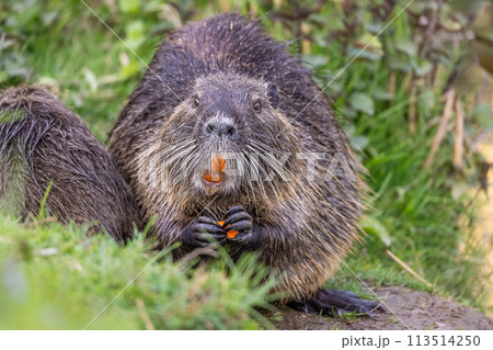Nutria or coypu (Myocastor coypus) eats a piece of carrot Nutria or coypu (Myocastor coypus) eats a piece of carrot 113514250