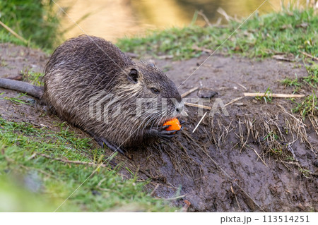 A young nutria or coypu (Myocastor coypus) eats a piece of carrot on the riverbank 113514251