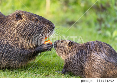 An adult and y young nutria or coypu (Myocastor coypus) eat a piece of carrot An adult and y young nutria or coypu (Myocastor coypus) eat a piece of carrot 113514252