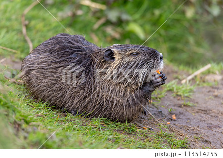 Nutria or coypu (Myocastor coypus) eats a piece of carrot Nutria or coypu (Myocastor coypus) eats a piece of carrot 113514255