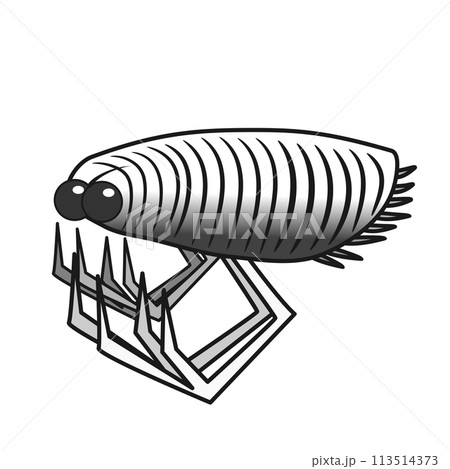 パリシカリス・ナオヤイ 113514373