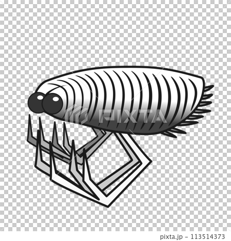 パリシカリス・ナオヤイ 113514373