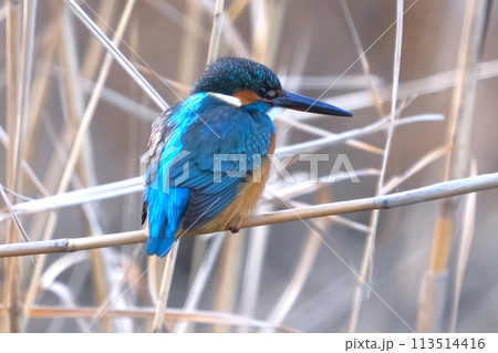 どこからともなく来て目の前に止まった可愛いくて綺麗なカワセミ 113514416