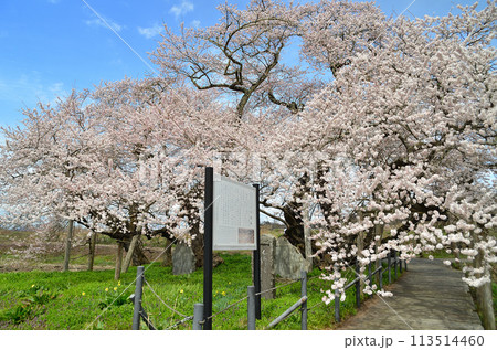 福島県会津若松市一箕町の美しい石部桜 113514460