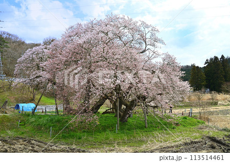 福島県会津若松市一箕町の美しい石部桜 福島県会津若松市一箕町の美しい石部桜 113514461