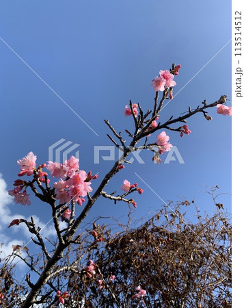 沖縄の桜　寒緋桜 113514512