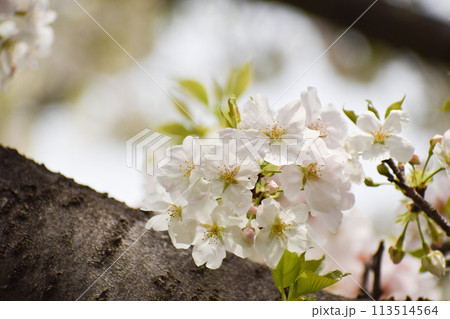 早咲きの大島桜 113514564