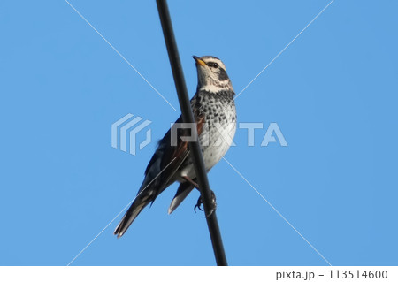 ツグミ 113514600