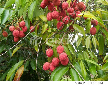 木に実るライチ 木に実るライチ 113514615
