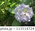 淡い色の紫陽花 113514724
