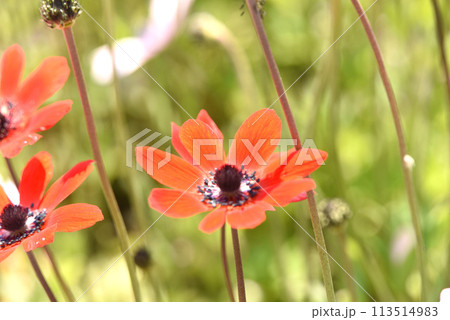 アネモネ アネモネ 113514983