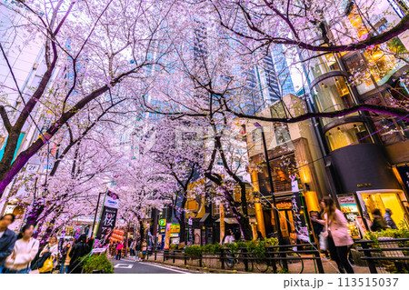 日本の東京都市景観 渋谷サクラステージSHIBUYAタワー前のさくら坂で、桜が満開に＝4月5日 113515037