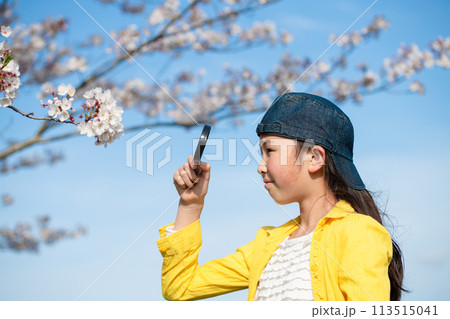 桜の花を虫眼鏡で見る女の子 桜の花を虫眼鏡で見る女の子 113515041