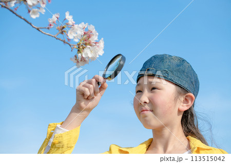 桜の花を虫眼鏡で見る女の子 113515042