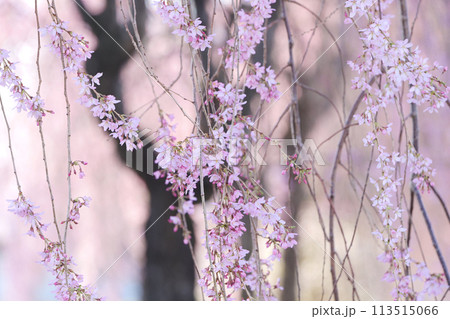 北国の遅い桜の開花 北国岩手に春が来た 町中が桜色に煙るとき 北国の遅い桜の開花 北国岩手に春が来た 町中が桜色に煙るとき 113515066