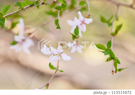 北国の遅い桜の開花 北国岩手に春が来た 日本画風色調 町中が桜色に煙るとき 北国の遅い桜の開花 北国岩手に春が来た 日本画風色調 町中が桜色に煙るとき 113515072