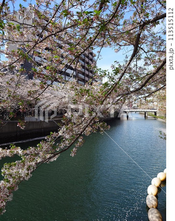 大岡川の桜_2024年04月13日_6 大岡川の桜_2024年04月13日_6 113515112