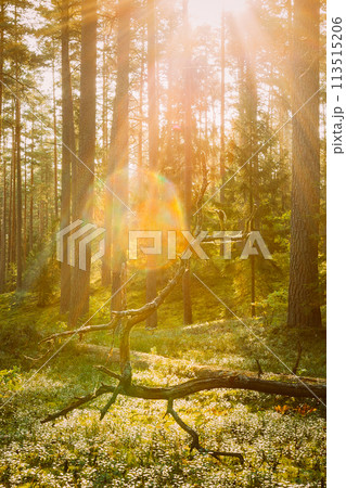 Beautiful Sun Sunshine Above Fallen Old Pine Tree. Sunset Sunrise In Autumn Coniferous Forest. Sunlight Sunbeams Through Woods In Fall Forest Landscape. Beautiful Sun Sunshine Above Fallen Old Pine Tree. Sunset Sunrise In Autumn Coniferous Forest. Sunlight Sunbeams Through Woods In Fall Forest Landscape. 113515206