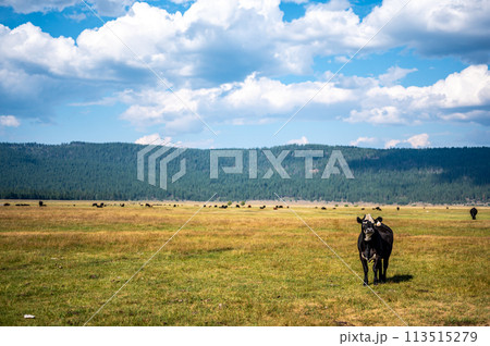 Cattle free grazing in open flats outside of Fort Klamath , Oregon 113515279