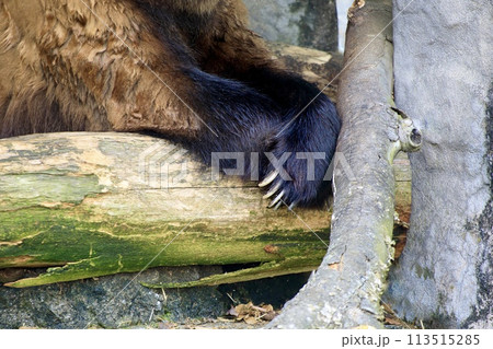 ヒグマの鋭い爪 ヒグマの鋭い爪 113515285