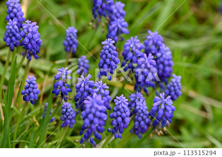 青いムスカリの花 青いムスカリの花 113515294