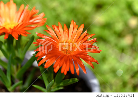 マツバギク マツバギク 113515411