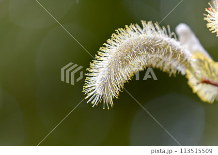 朝に咲くネコヤナギの花 朝に咲くネコヤナギの花 113515509