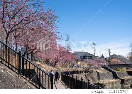 川沿いの咲く春の桜が満開になった掛川城周辺の風景(静岡県) 川沿いの咲く春の桜が満開になった掛川城周辺の風景(静岡県) 113515764