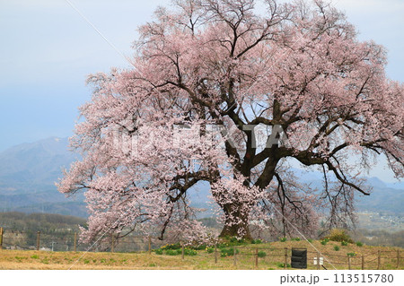 わに塚の桜 わに塚の桜 113515780