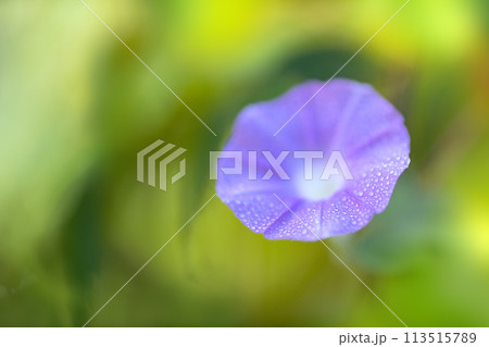 青紫色のアサガオ 青紫色のアサガオ 113515789