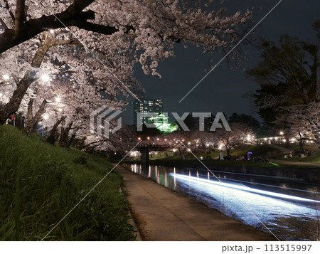 愛知県の岡崎城と夜桜 113515997