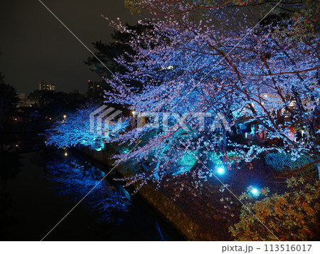 岡崎城・岡崎公園の夜桜ライトアップ 岡崎城・岡崎公園の夜桜ライトアップ 113516017