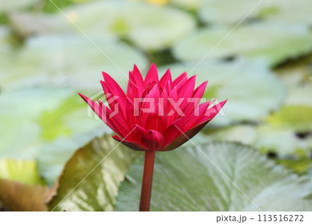Red Hairy water lily with green leaves in background. 113516272