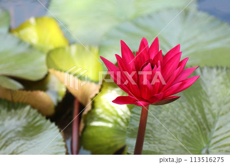 Red Hairy water lily with green leaves in background. 113516275
