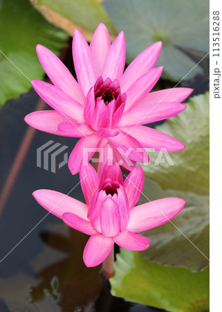 Pink Hairy water lily with green leaves in background. 113516288