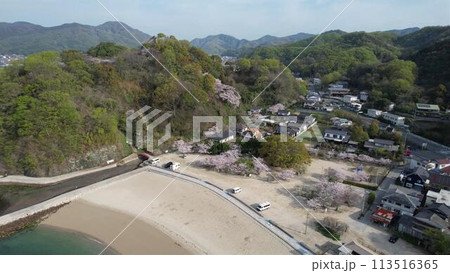 的場海水浴場の桜を空撮2 的場海水浴場の桜を空撮2 113516365