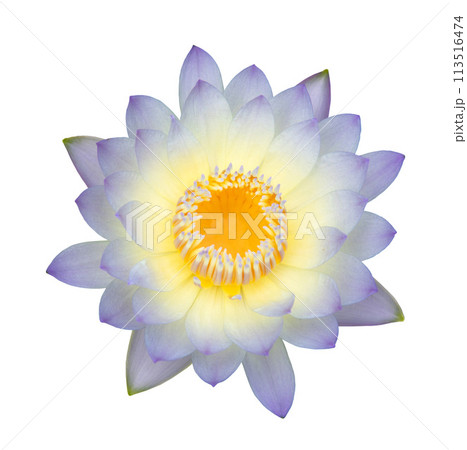 Top view of yellow-violet tropical waterlily 113516474