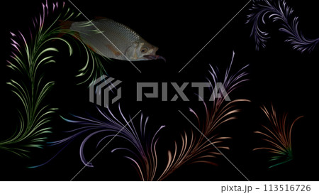 Abstract drawing on a marine theme.The roach swims between the algae.Common Rudd. Fish of the carp family.In New Zealand and Canada it is considered a nuisance fish that displaces native fish species. Abstract drawing on a marine theme.The roach swims between the algae.Common Rudd. Fish of the carp family.In New Zealand and Canada it is considered a nuisance fish that displaces native fish species. 113516726