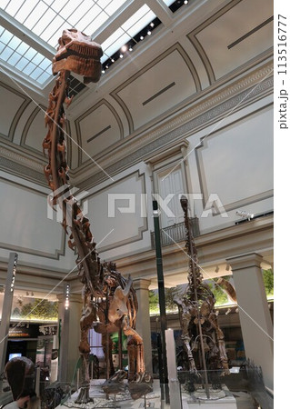 スミソニアン国立自然史博物館、草食恐竜の化石 113516777