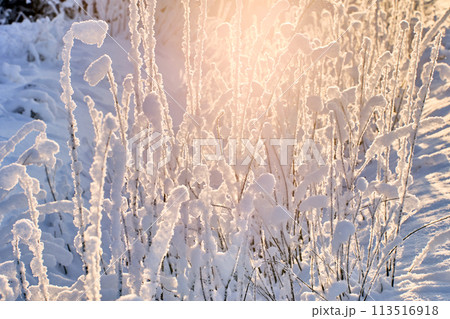 Wet snow sticking to branches and grass in backlight. 113516918