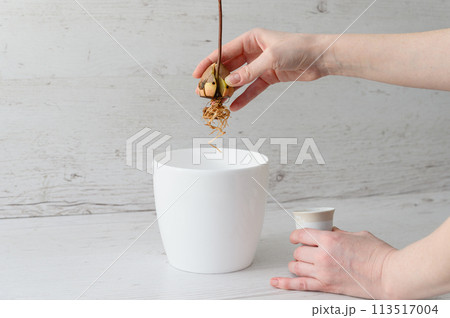 Sprouted avocado seed with a long root in a female hand indoors. Sprouted avocado seed with a long root in a female hand indoors. 113517004